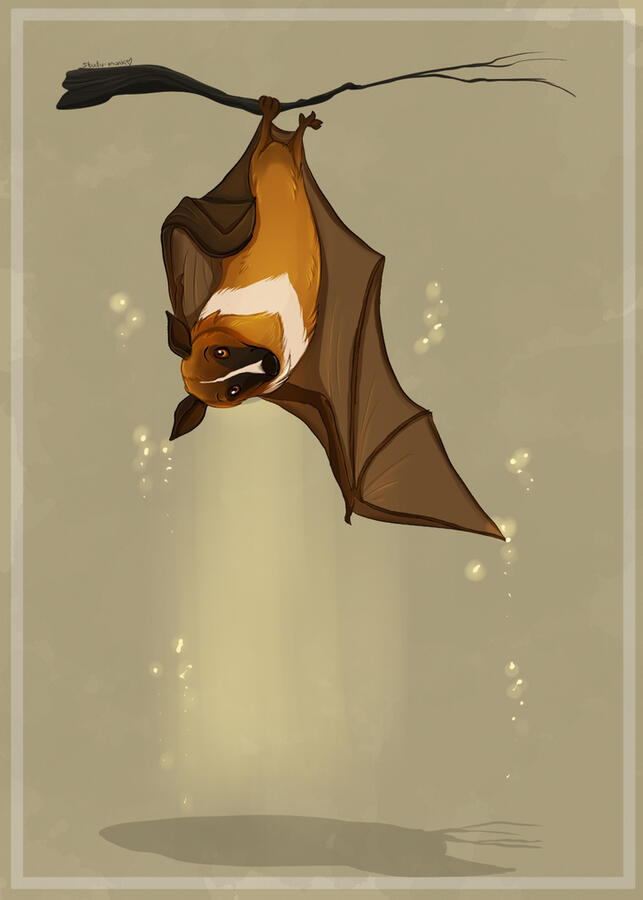 bat illustration